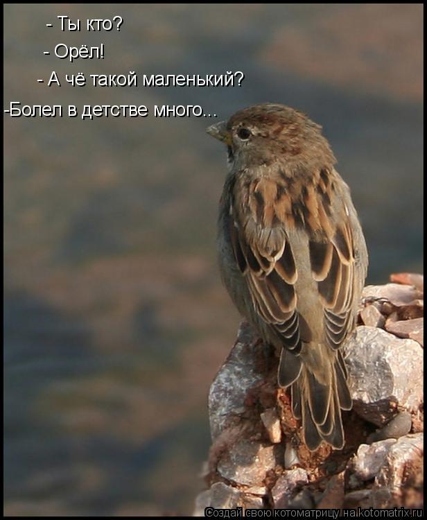- Ты кто? - Орёл! - А чё такой маленький? -Болел в детстве много...... Котоматрица: - Ты кто? - Орёл! - А чё такой маленький? -Болел в детстве много...