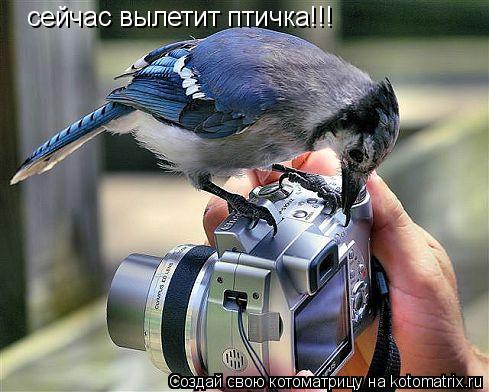 сейчас вылетит птичка!!!... Котоматрица: сейчас вылетит птичка!!!