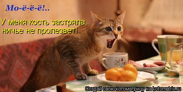 У меня кость застряла, ничье не пролезает!... Котоматрица: У меня кость застряла, ничье не пролезает!