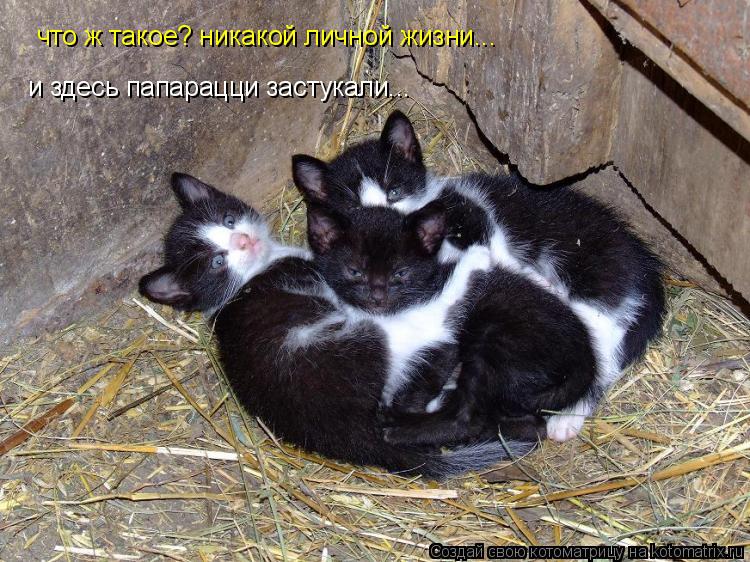 что ж такое? никакой личной жизни... и здесь папарацци застукали...... Котоматрица: что ж такое? никакой личной жизни... и здесь папарацци застукали...