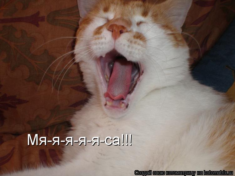 Мя-я-я-я-я-са!!!... Котоматрица: Мя-я-я-я-я-са!!!