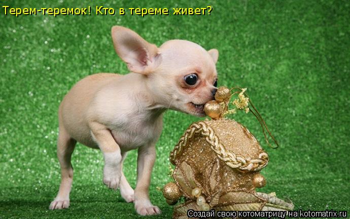 Терем-теремок! Кто в тереме живет?... Котоматрица: Терем-теремок! Кто в тереме живет?