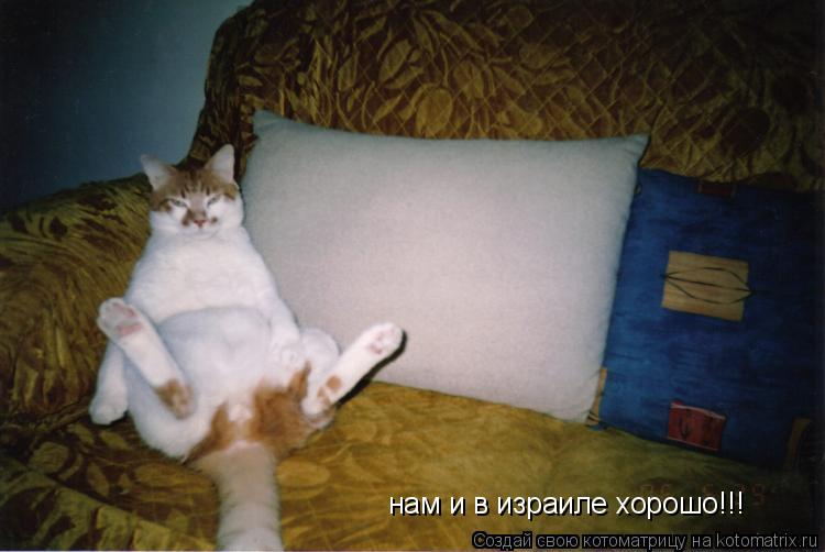Котоматрица: нам и в израиле хорошо!!!