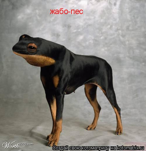 жабо-пес... Котоматрица: жабо-пес