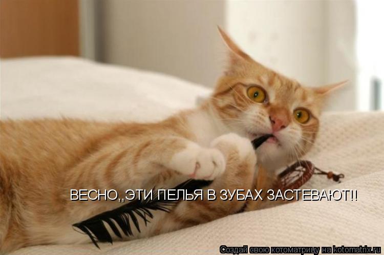 ВЕСНО,,ЭТИ ПЕЛЬЯ В ЗУБАХ ЗАСТЕВАЮТ!!... Котоматрица: ВЕСНО,,ЭТИ ПЕЛЬЯ В ЗУБАХ ЗАСТЕВАЮТ!!