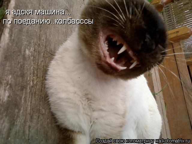я адскя машина... по поеданию..колбасссы... Котоматрица: я адскя машина... по поеданию..колбасссы
