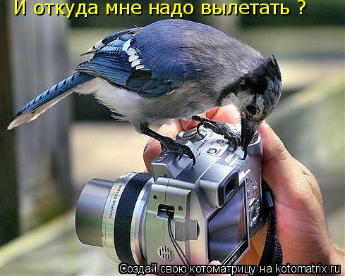 И откуда мне надо вылетать ?... Котоматрица: И откуда мне надо вылетать ?