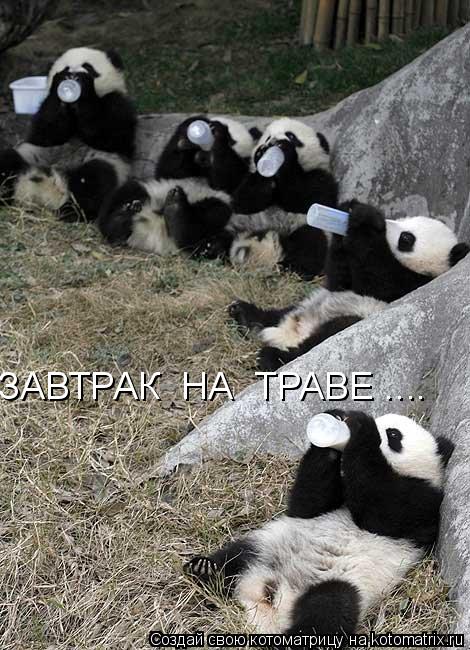 ЗАВТРАК НА ТРАВЕ ....... Котоматрица: ЗАВТРАК НА ТРАВЕ ....