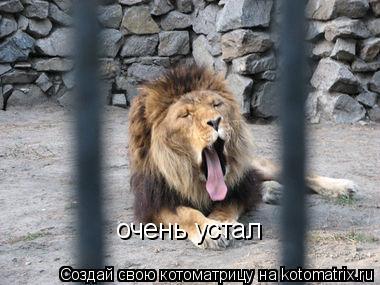 очень устал... Котоматрица: очень устал