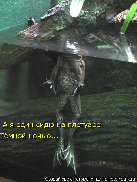 А я один сидю на плетуаре Тёмной ночью...... Котоматрица: А я один сидю на плетуаре Тёмной ночью...