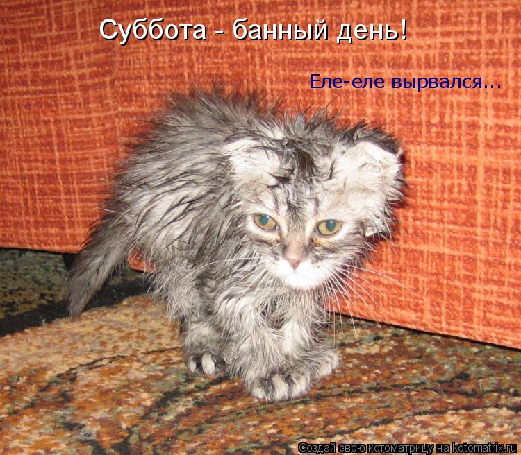 Суббота - банный день! Еле-еле вырвался...... Котоматрица: Суббота - банный день! Еле-еле вырвался...