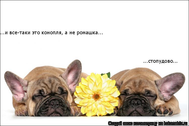 Котоматрица: ...и все-таки это конопля, а не ромашка... ...стопудово...