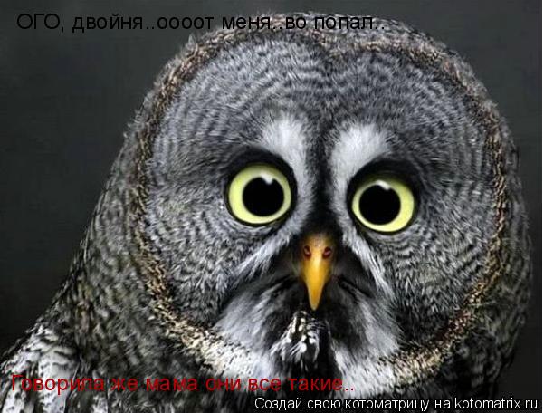 ОГО, двойня..оооот меня..во попал.. Говорила же мама они все такие..... Котоматрица: ОГО, двойня..оооот меня..во попал.. Говорила же мама они все такие..