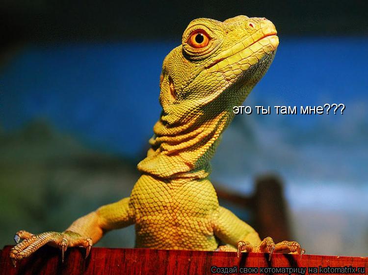 Котоматрица: это ты там мне???