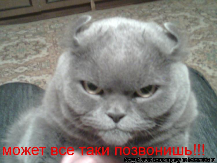 Котоматрица: может все таки позвонишь!!!