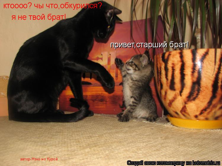 привет,старший брат! ктоооо? чы что,обкурился? я не твой брат! автор-Нэко но Курой... Котоматрица: привет,старший брат! ктоооо? чы что,обкурился? я не твой брат! автор-Нэко но Курой