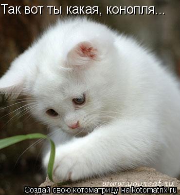Так вот ты какая, конопля...... Котоматрица: Так вот ты какая, конопля...