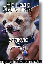 Не надо было пить всякую х***ю!... Котоматрица: Не надо было пить всякую х***ю!