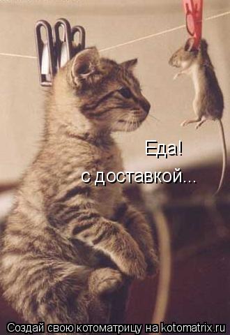 Еда! с доставкой...... Котоматрица: Еда! с доставкой...