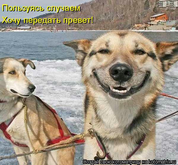Пользуясь случаем Хочу передать превет!... Котоматрица: Пользуясь случаем Хочу передать превет!