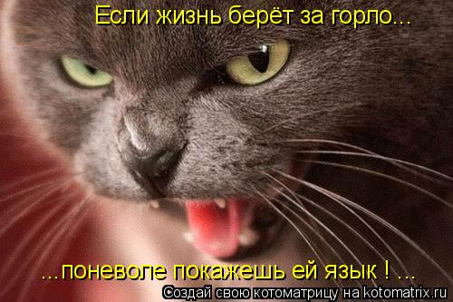 Если жизнь берёт за горло... ...поневоле покажешь ей язык ! ...... Котоматрица: Если жизнь берёт за горло... ...поневоле покажешь ей язык ! ...