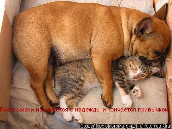 Всё в жизни начинается с надежды и кончается привычкой.... Котоматрица: Всё в жизни начинается с надежды и кончается привычкой.