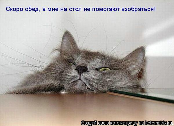 Скоро обед, а мне на стол не помогают взобраться!... Котоматрица: Скоро обед, а мне на стол не помогают взобраться!