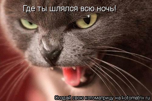 Где ты шлялся всю ночь!... Котоматрица: Где ты шлялся всю ночь!