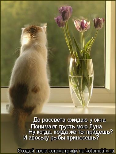 До рассвета ожидаю у окна Понимает грусть мою Луна Ну когда, когда же ты придешь? И авоську рыбы прин... Котоматрица: До рассвета ожидаю у окна Понимает грусть мою Луна Ну когда, когда же ты придешь? И авоську рыбы принесешь?