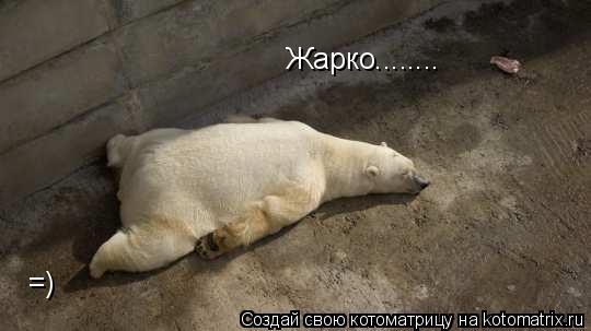 Жарко........ =)... Котоматрица: Жарко........ =)