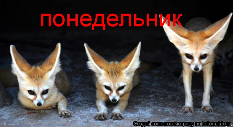 Котоматрица: понедельник