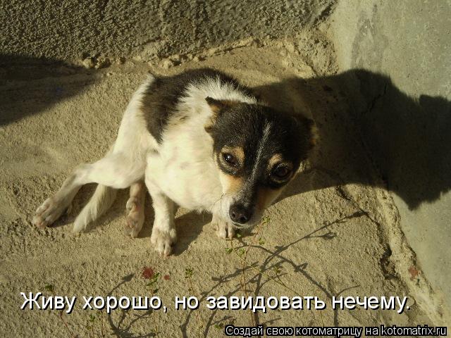 Живу хорошо, но завидовать нечему.... Котоматрица: Живу хорошо, но завидовать нечему.