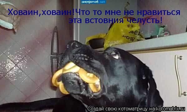 Котоматрица: Ховаин,ховаин!Что то мне не нравиться эта встовния челусть!