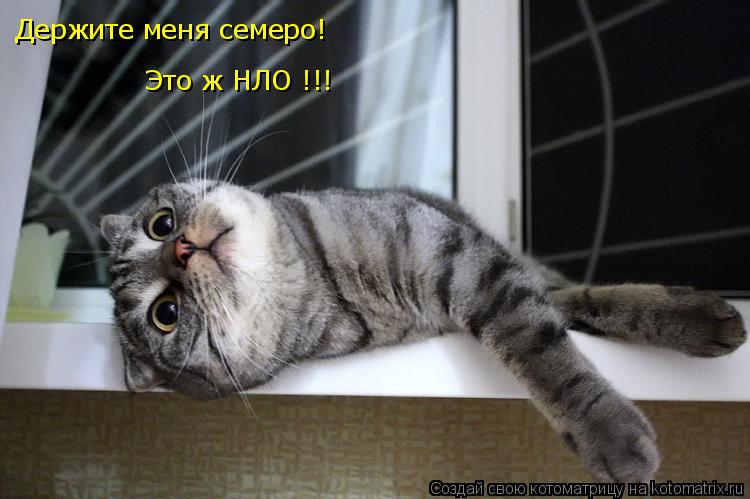 Держите меня семеро! Это ж НЛО !!!... Котоматрица: Держите меня семеро! Это ж НЛО !!!