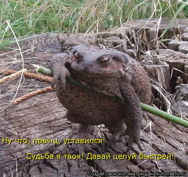 Судьба я твоя! Давай целуй быстрей! Ну что, прынц, уставился!... Котоматрица: Судьба я твоя! Давай целуй быстрей! Ну что, прынц, уставился!