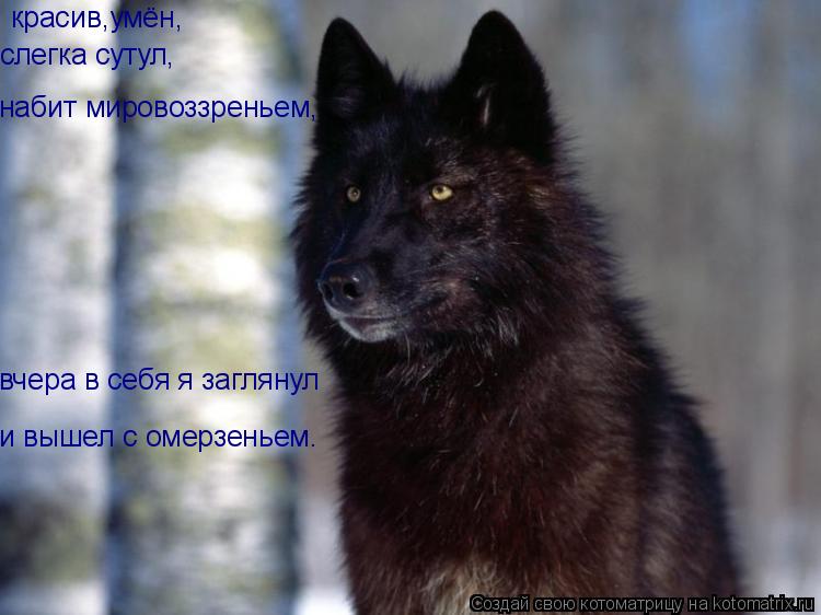 красив,умён, слегка сутул, набит мировоззреньем, вчера в себя я заглянул и вышел с омерзеньем.... Котоматрица: красив,умён, слегка сутул, набит мировоззреньем, вчера в себя я заглянул и вышел с омерзеньем.
