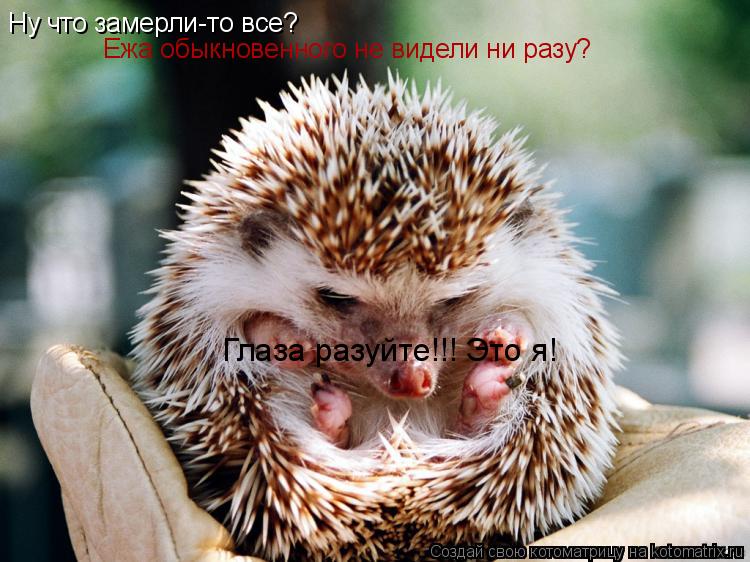 Ну что замерли-то все? Ежа обыкновенного не видели ни разу? Глаза разуйте!!! Это я!... Котоматрица: Ну что замерли-то все? Ежа обыкновенного не видели ни разу? Глаза разуйте!!! Это я!