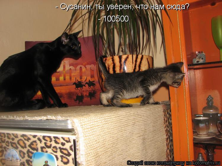 - Сусанин, ты уверен, что нам сюда? - 100500... Котоматрица: - Сусанин, ты уверен, что нам сюда? - 100500