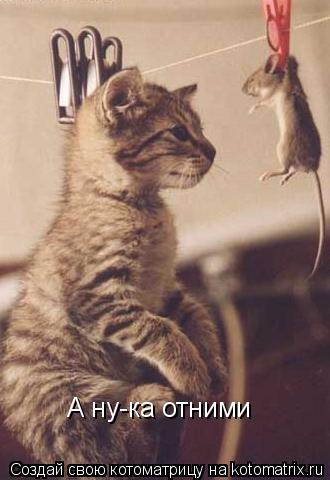 А ну-ка отними... Котоматрица: А ну-ка отними