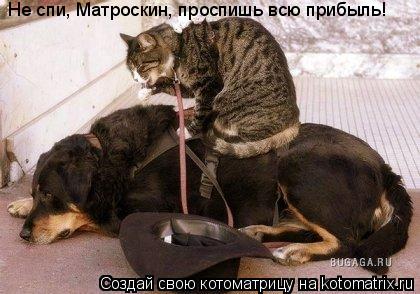 Не спи, Матроскин, проспишь всю прибыль!... Котоматрица: Не спи, Матроскин, проспишь всю прибыль!