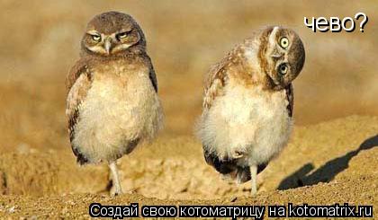 чево?... Котоматрица: чево?