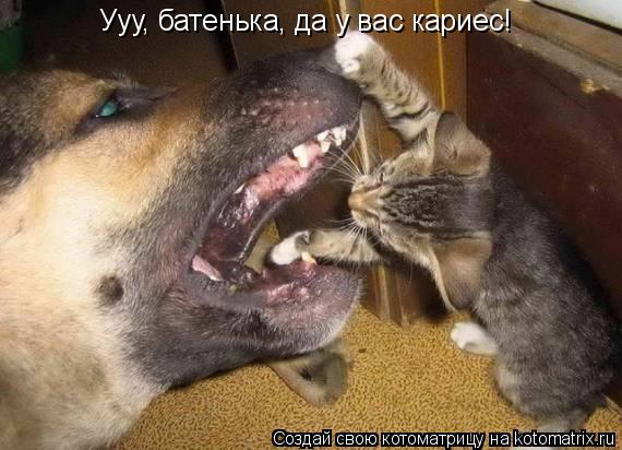 Котоматрица: Ууу, батенька, да у вас кариес!