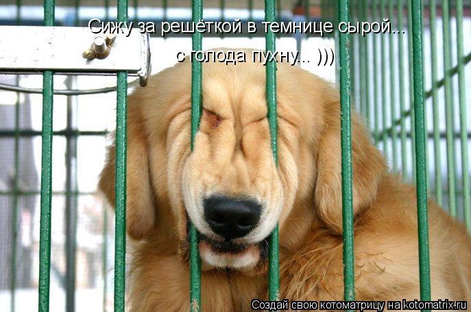 Сижу за решёткой в темнице сырой... с голода пухну... )))... Котоматрица: Сижу за решёткой в темнице сырой... с голода пухну... )))