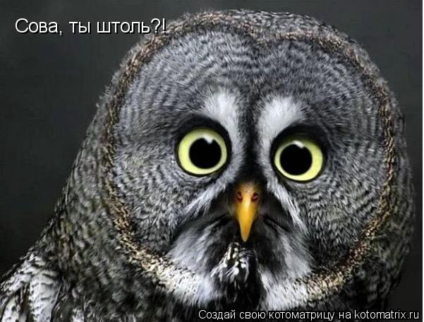 Сова, ты штоль?!... Котоматрица: Сова, ты штоль?!