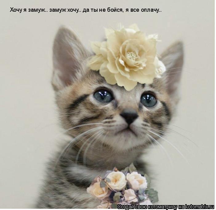 Хочу я замуж.. замуж хочу.. да ты не бойся, я все оплачу..... Котоматрица: Хочу я замуж.. замуж хочу.. да ты не бойся, я все оплачу..