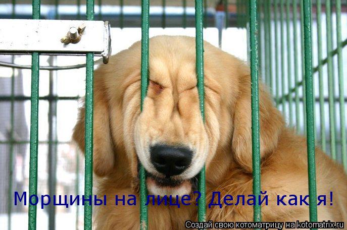 Морщины на лице? Делай как я!... Котоматрица: Морщины на лице? Делай как я!