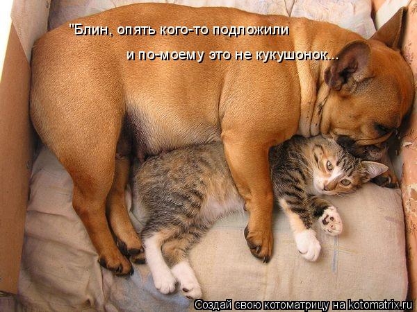 "Блин, опять кого-то подложили и по-моему это не кукушонок...... Котоматрица: "Блин, опять кого-то подложили и по-моему это не кукушонок...