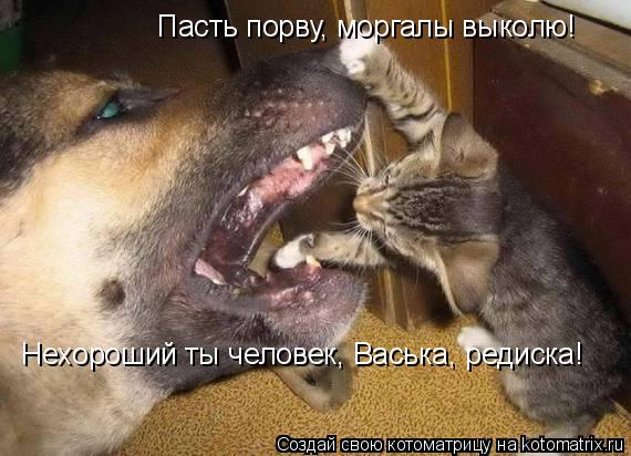 Котоматрица: Пасть порву, моргалы выколю! Нехороший ты человек, Васька, редиска!