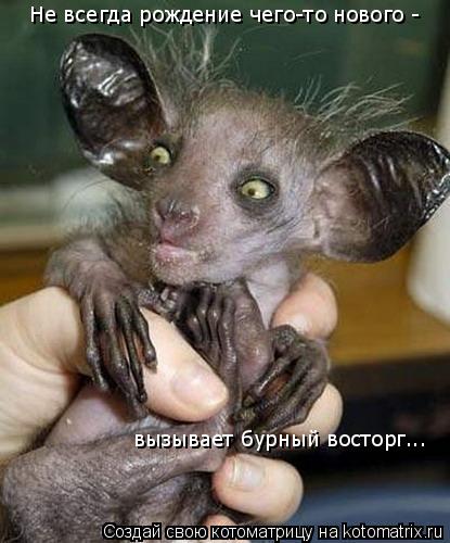 Не всегда рождение чего-то нового - вызывает бурный восторг...... Котоматрица: Не всегда рождение чего-то нового - вызывает бурный восторг...