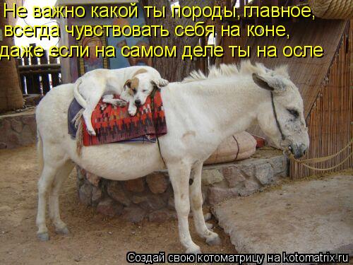 Не важно какой ты породы, главное, всегда чувствовать себя на коне, даже если на самом деле ты на ос... Котоматрица: Не важно какой ты породы, главное, всегда чувствовать себя на коне, даже если на самом деле ты на осле